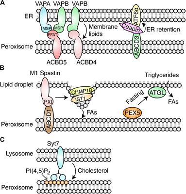 Peroxisomal Membrane Contact Sites in Mammalian Cells